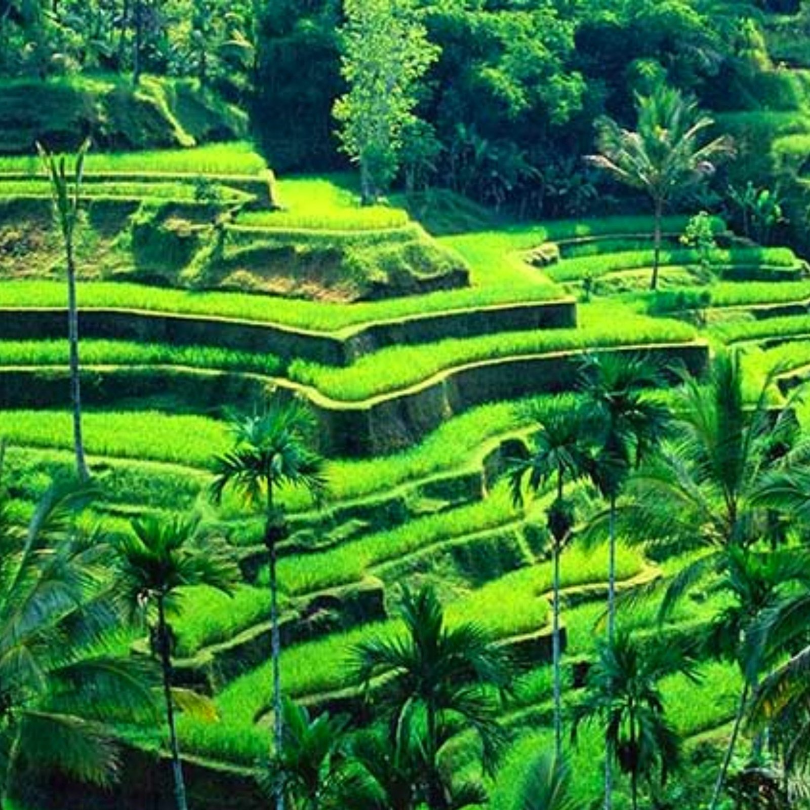 Day 1: Ubud Arrival - Cultural Heartland