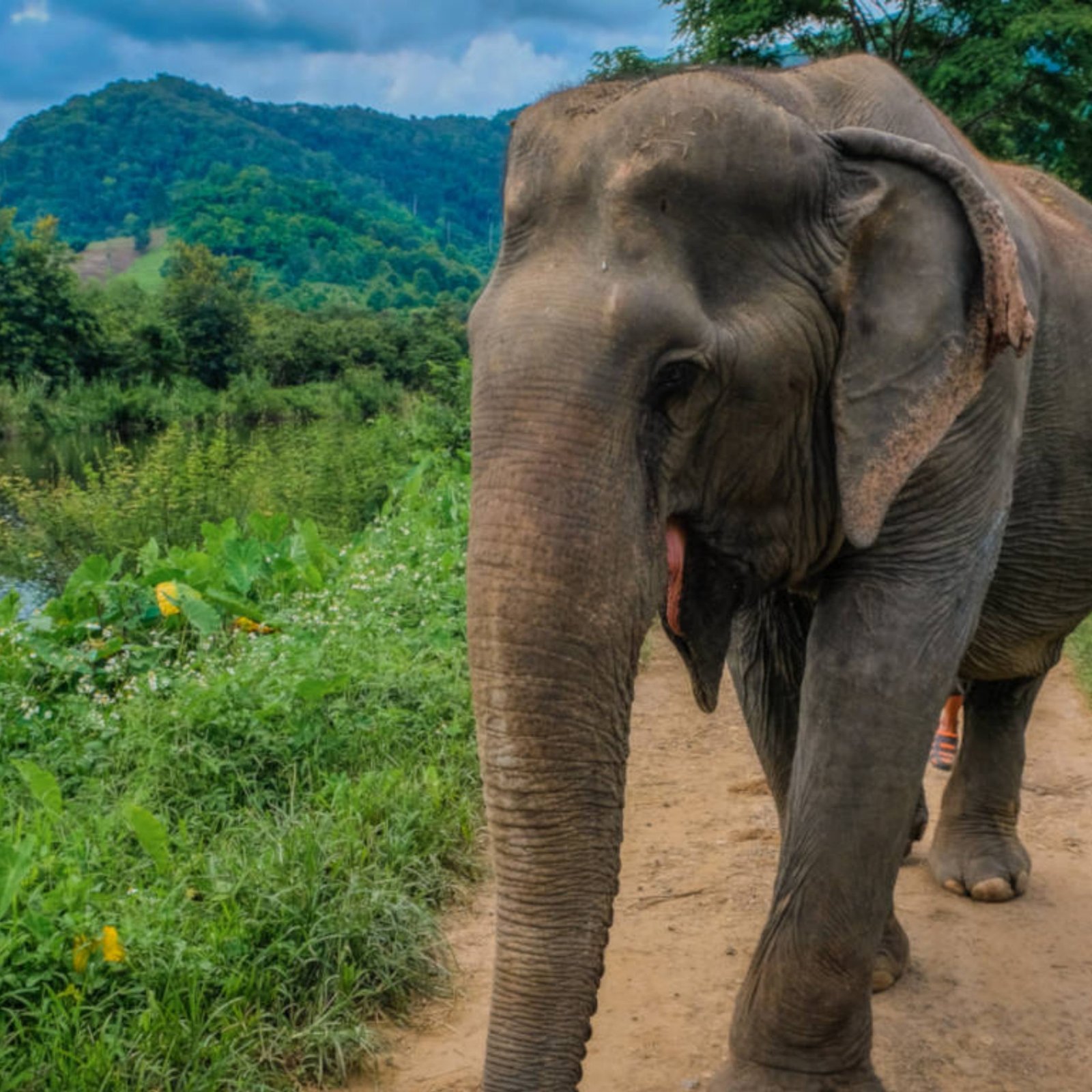 Day 5: Chiang Mai Nature - Ethical Encounters