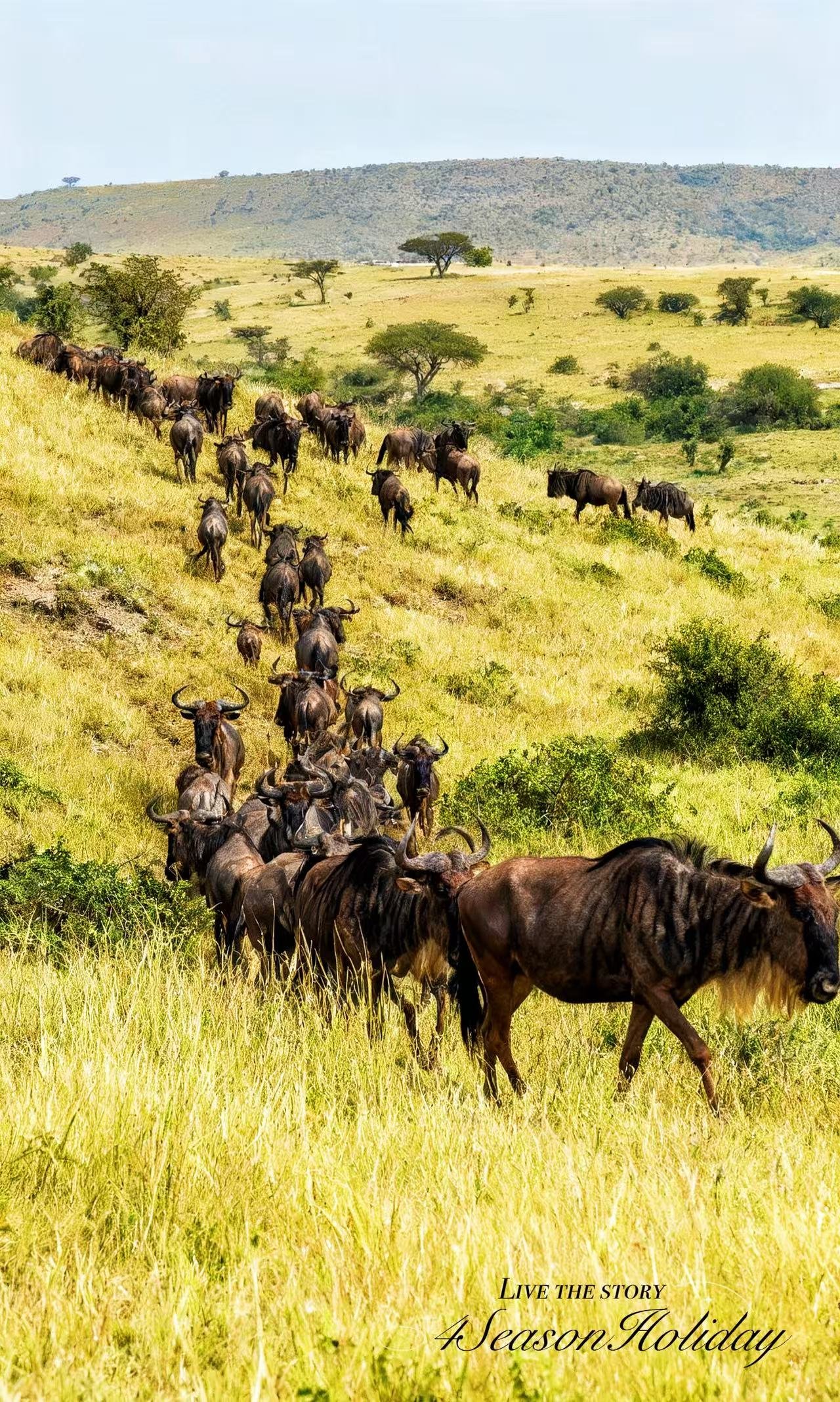 Day 4: Masai Mara Transfer