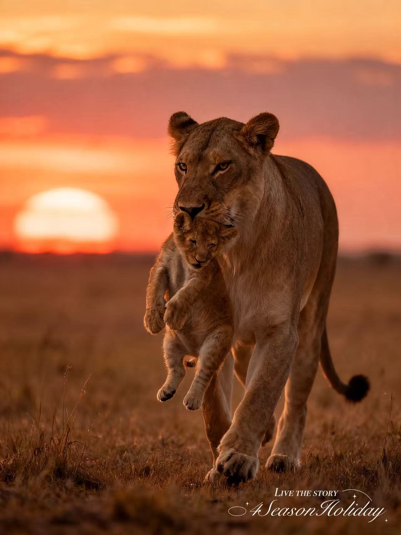 Day 6-8: Southern & Central Serengeti Calving Season
