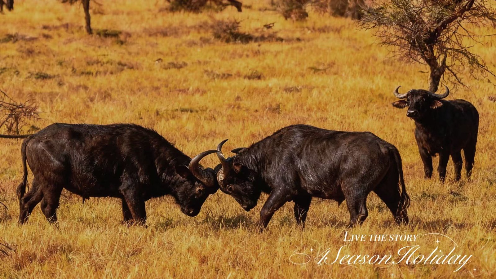 Day 8: Serengeti Exploration