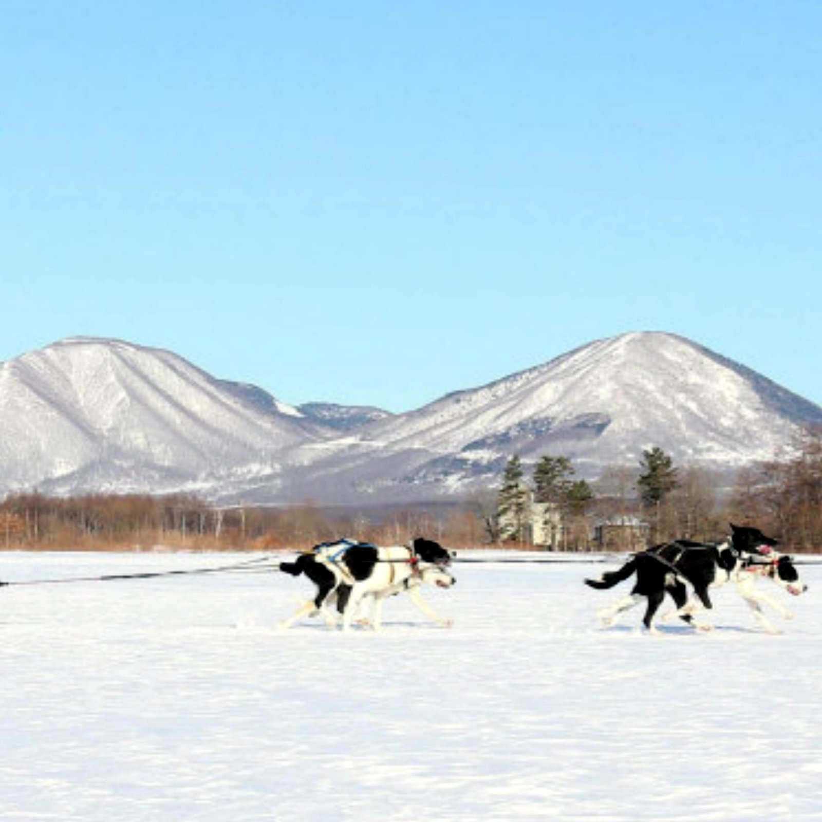 Day 4: Furano & Biei