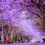 Blooms of Asia: A Floral Journey Through Japan and China’s Most Enchanting Flower Festivals