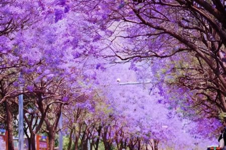 Blooms of Asia: A Floral Journey Through Japan and China’s Most Enchanting Flower Festivals