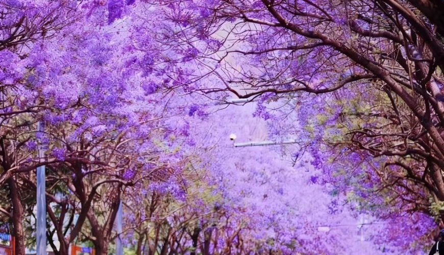 Blooms of Asia: A Floral Journey Through Japan and China’s Most Enchanting Flower Festivals