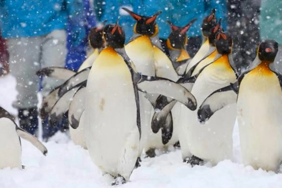 Hokkaido Winter Wonderland: 8-Day Magical Journey