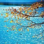 Autumn’s Golden Tapestry: Foliage, Deserts & Harvest Wonders of Asia