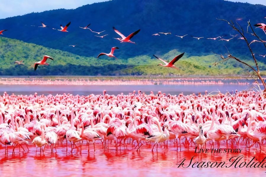 Kenya Wildlife & Culture: 7-Day Safari Adventure