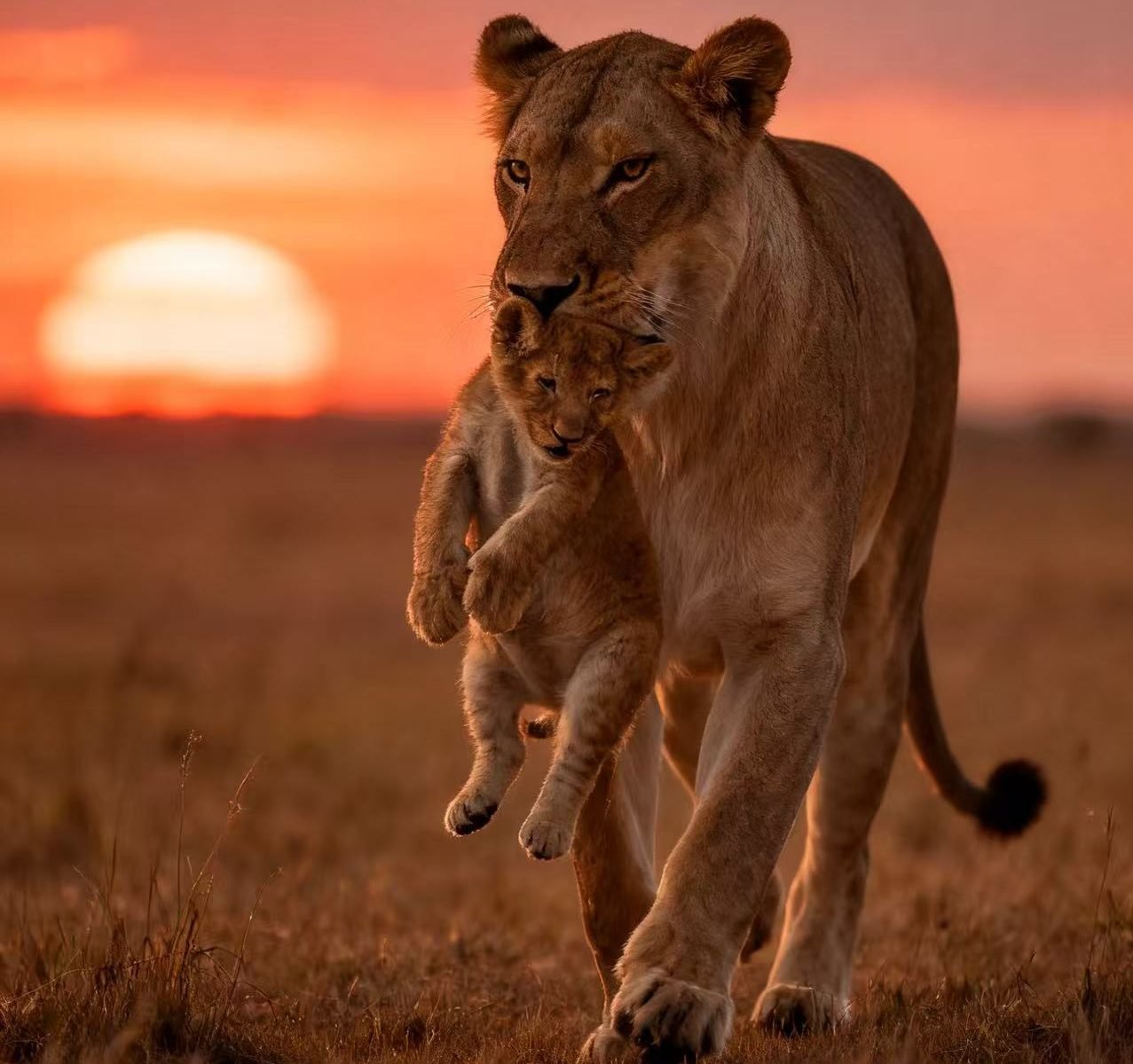 Live the Safari Dream: Tented Lodges in Kenya & Tanzania