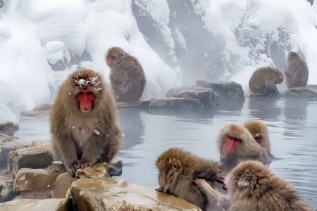 Japan Winter Discovery: 14-Day Cultural & Scenic Journey