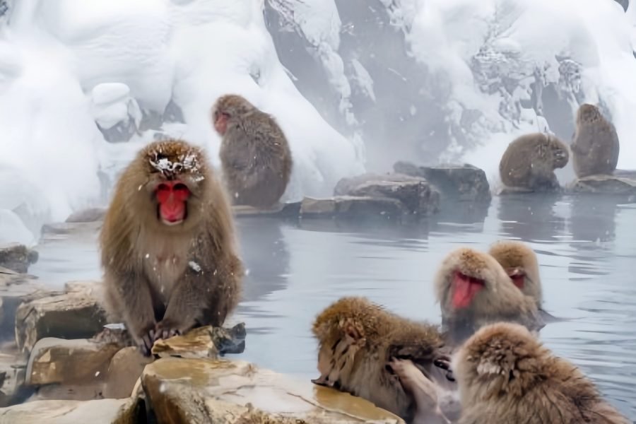 Japan Winter Discovery: 14-Day Cultural & Scenic Journey