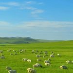 One of the World’s Four Great Grasslands | Hulunbuir Grassland Travel Guide