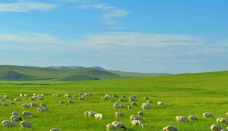One of the World’s Four Great Grasslands | Hulunbuir Grassland Travel Guide
