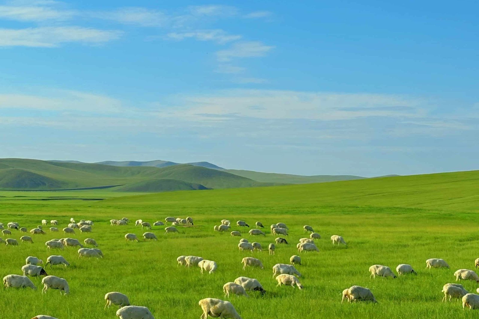 One of the World’s Four Great Grasslands | Hulunbuir Grassland Travel Guide